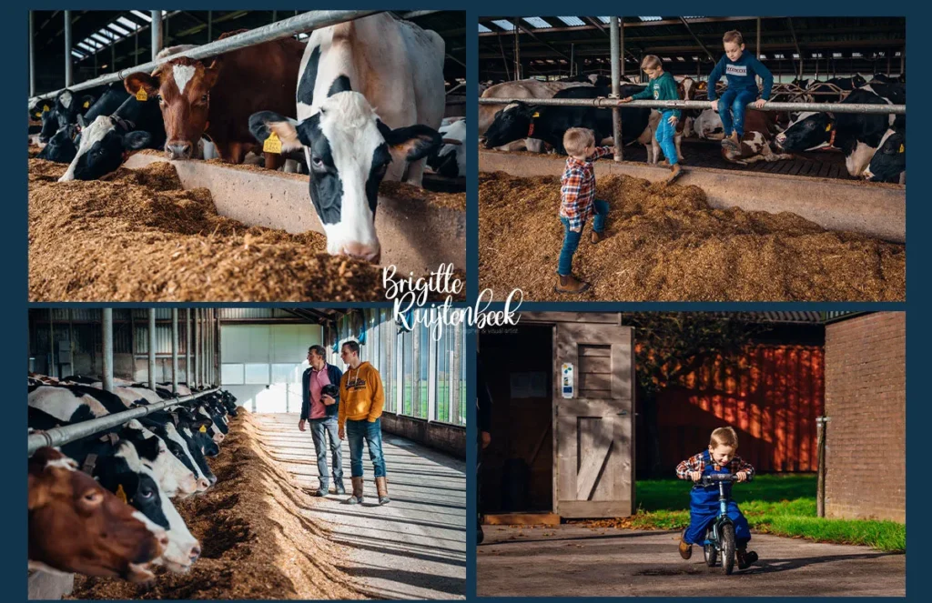 Kinderen spelen en klimmen bij de koeienstal terwijl de ouders tussen de koeien staan te praten; jongste kind fietst over het erf op een loopfiets.