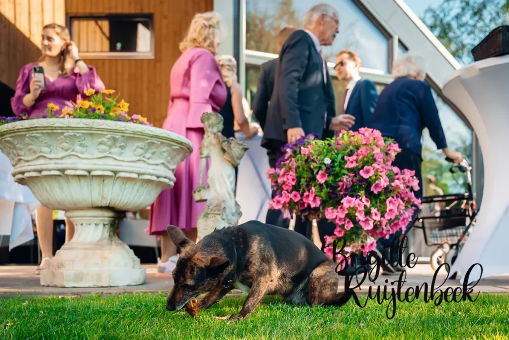 Hond knabbelt op een restje eten tijdens trouwfeest in de tuin in Kolham